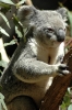 AUSTRALISCHE DIEREN en INSECTEN