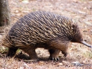 Australische dieren en insecten