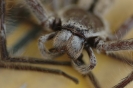Australische dieren en insecten