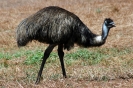 Australische dieren en insecten