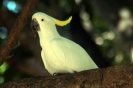 Australische dieren en insecten