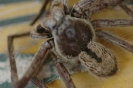 Australische dieren en insecten