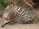 Australische dieren en insecten