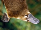 Australische dieren en insecten