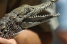 AUSTRALISCHE DIEREN en INSECTEN