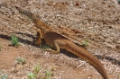 Australische dieren en insecten