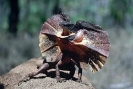 Australische dieren en insecten