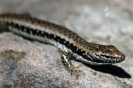 Australische dieren en insecten