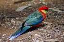 Australische dieren en insecten