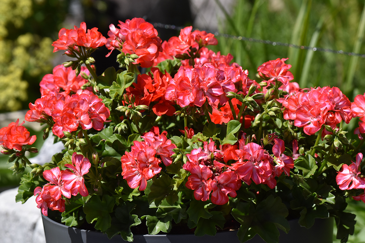 2018_06_TUIN_JUNI_033