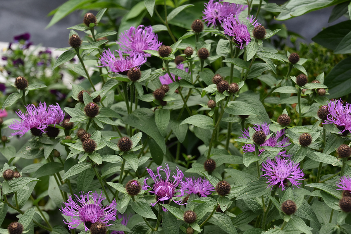 2018_06_TUIN_JUNI_013