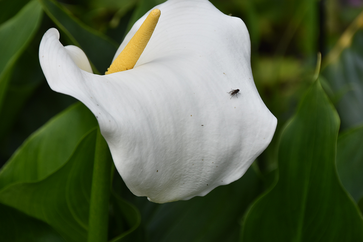 2018_06_TUIN_JUNI_012