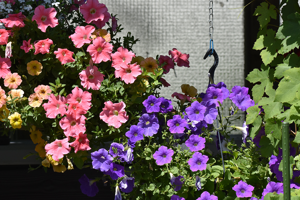 2018_06_TUIN_JUNI_031