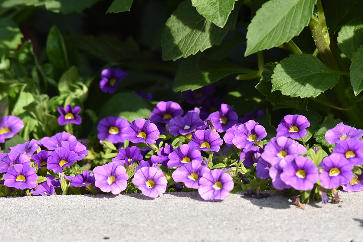 2018_06_TUIN_JUNI_056