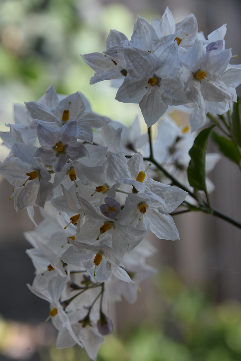2018_06_TUIN_JUNI_071