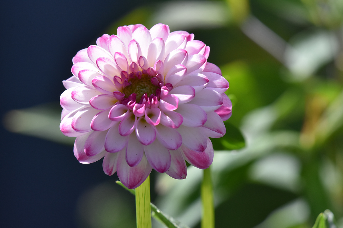 2018_06_TUIN_JUNI_115