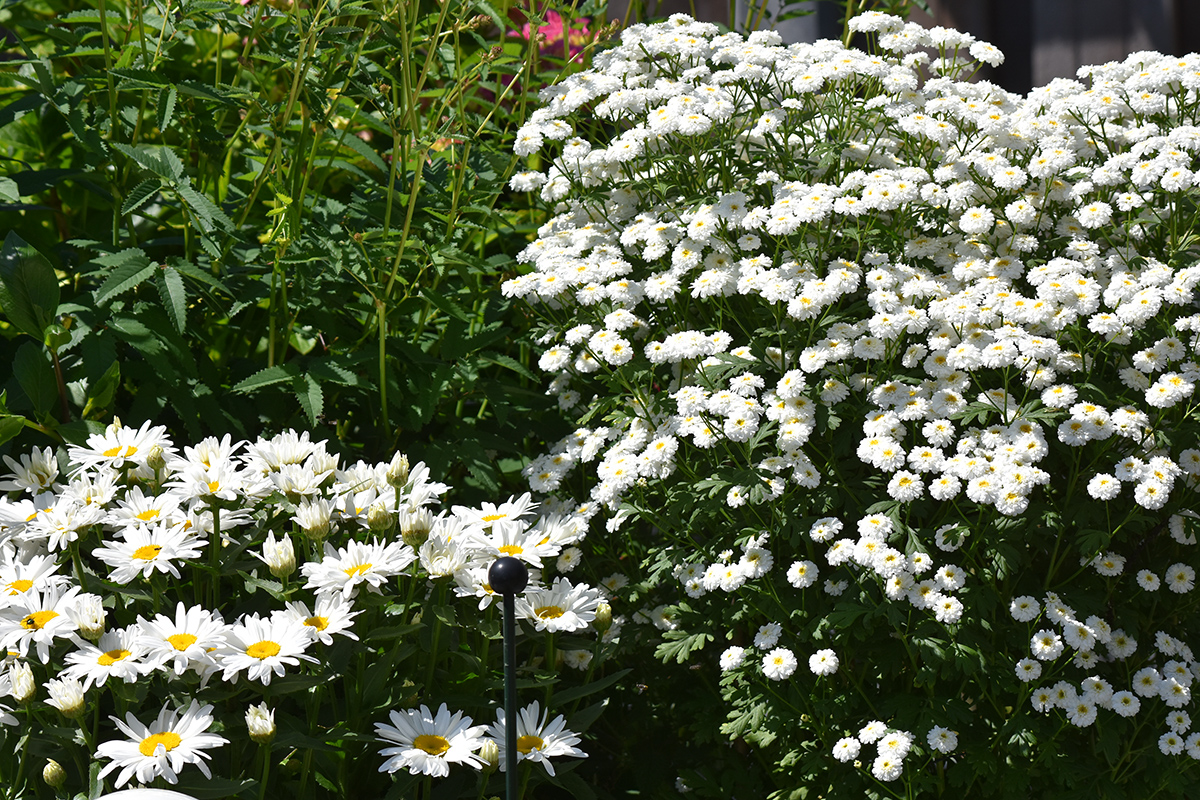 2018_06_TUIN_JUNI_034