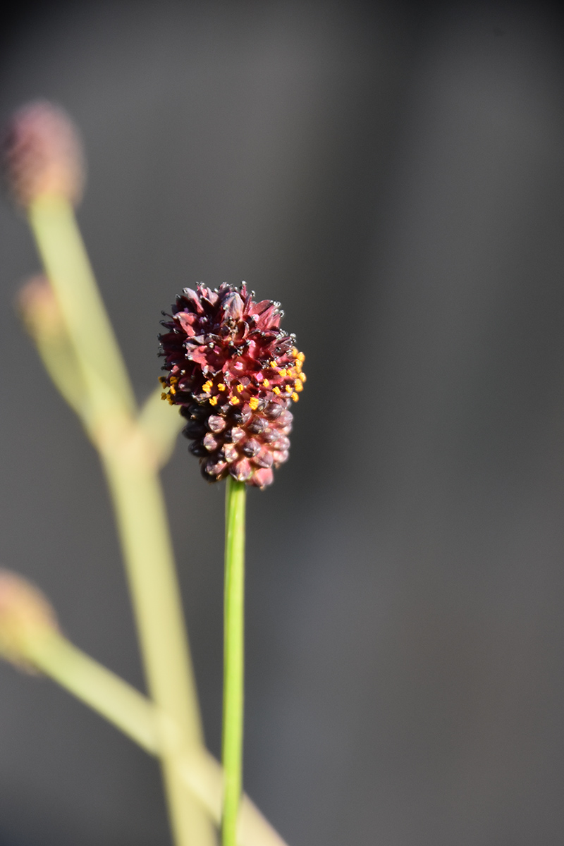 2018_06_TUIN_JUNI_061