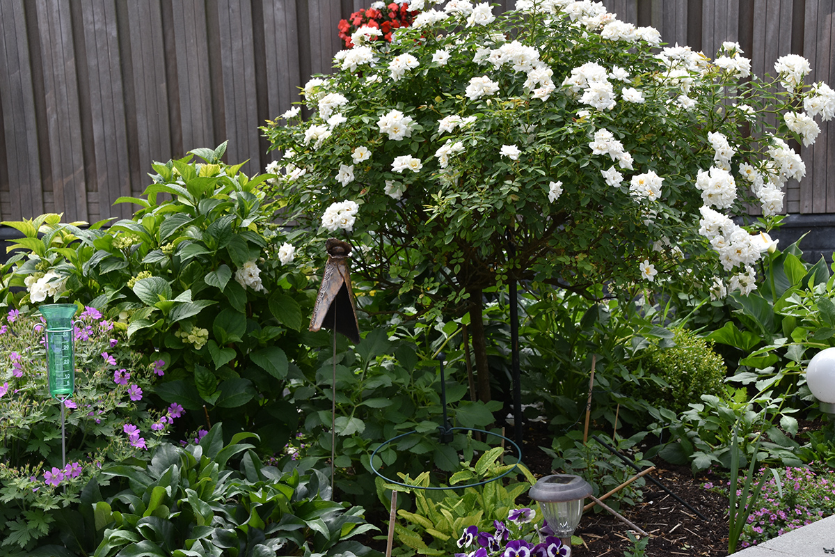 2018_06_TUIN_JUNI_018