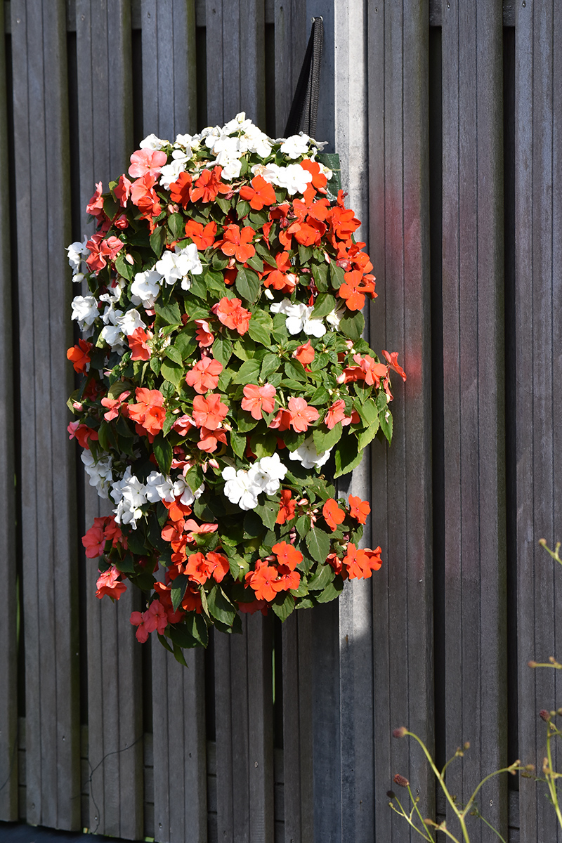 2018_06_TUIN_JUNI_054