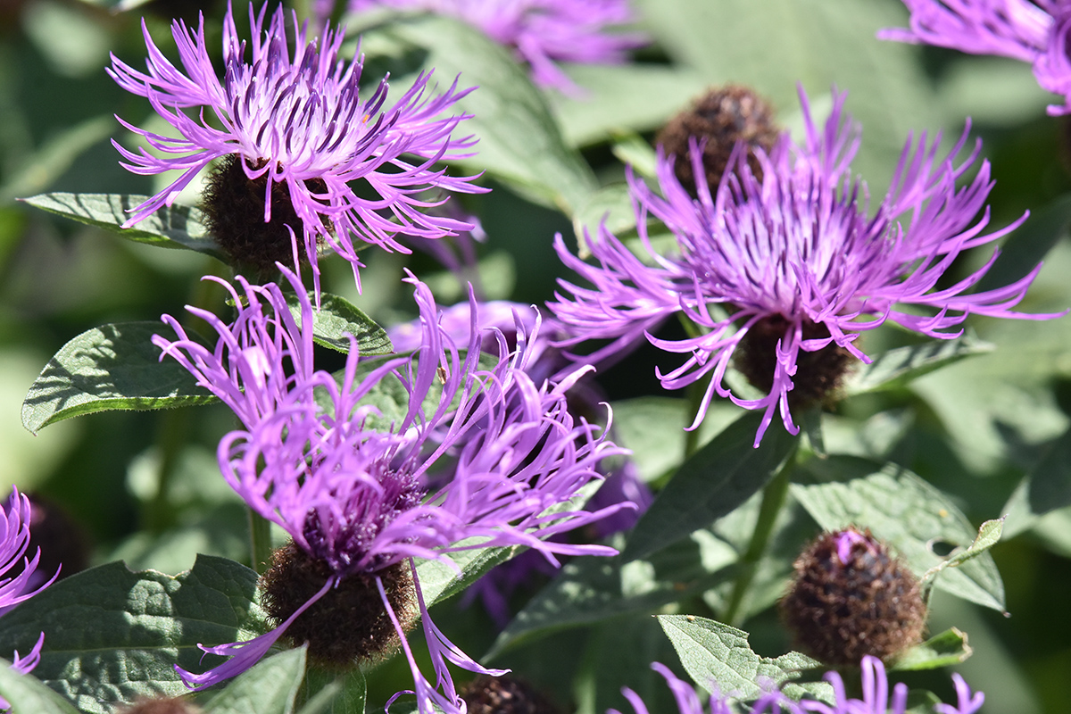 2018_06_TUIN_JUNI_048
