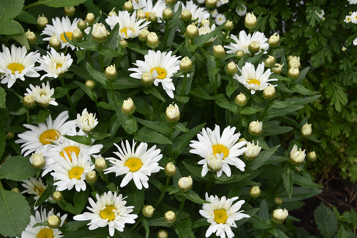 2018_06_TUIN_JUNI_006