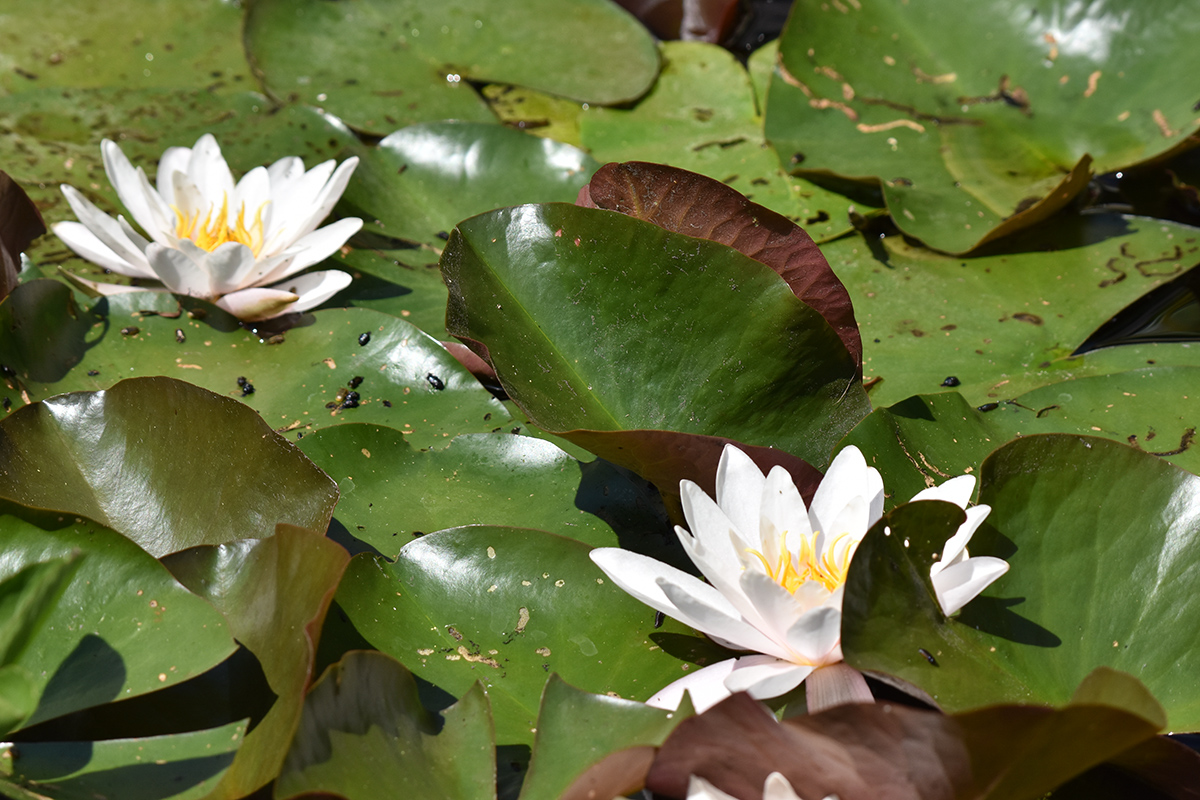 2018_06_TUIN_JUNI_027