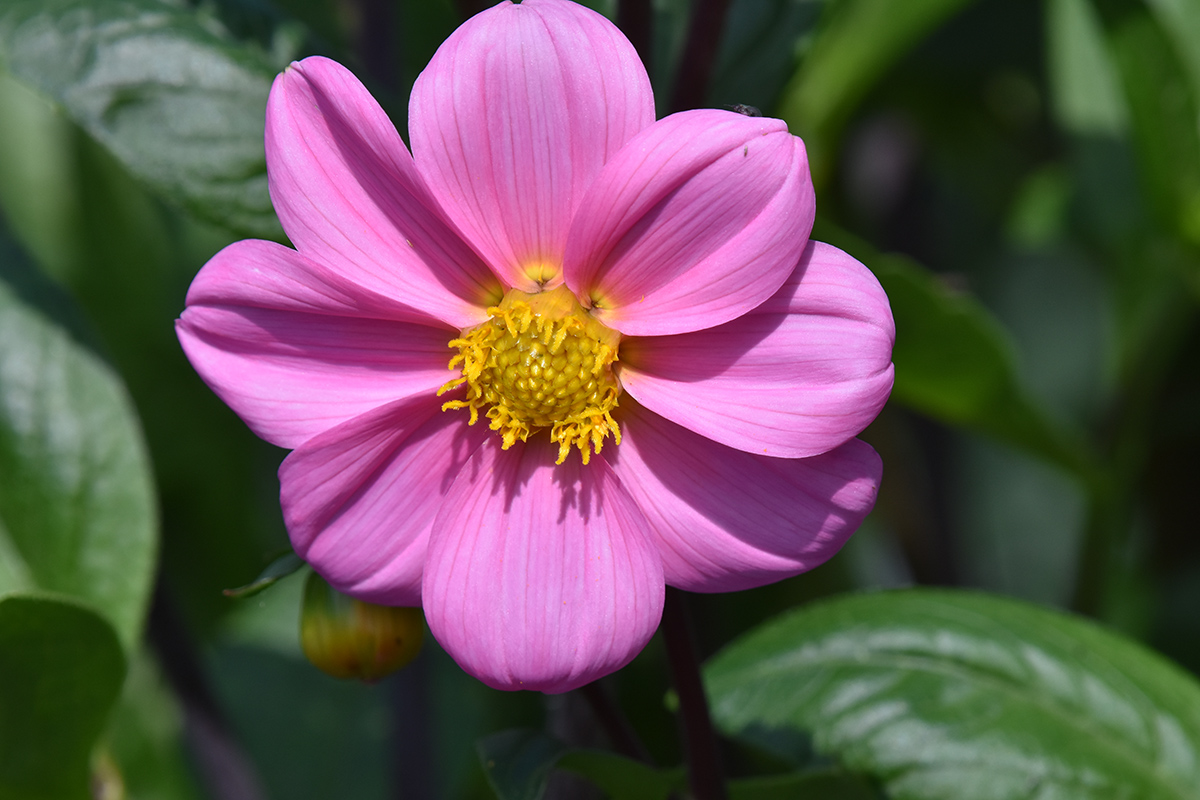 2018_06_TUIN_JUNI_116
