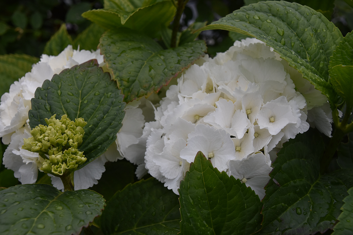 2018_06_TUIN_JUNI_102