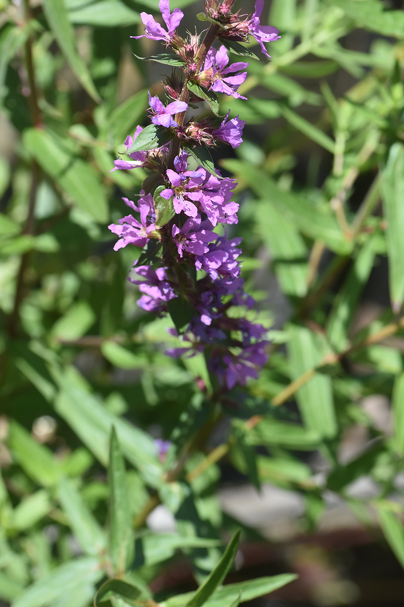 2018_06_TUIN_JUNI_147