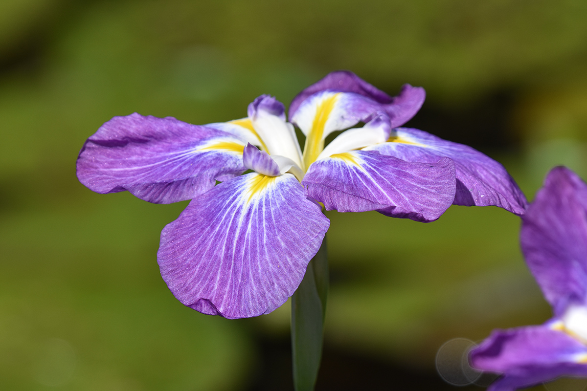 2018_06_TUIN_JUNI_028