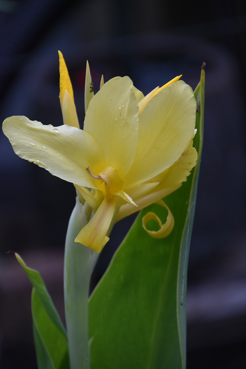 2018_06_TUIN_JUNI_091