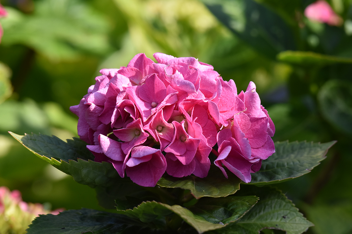 2018_06_TUIN_JUNI_052
