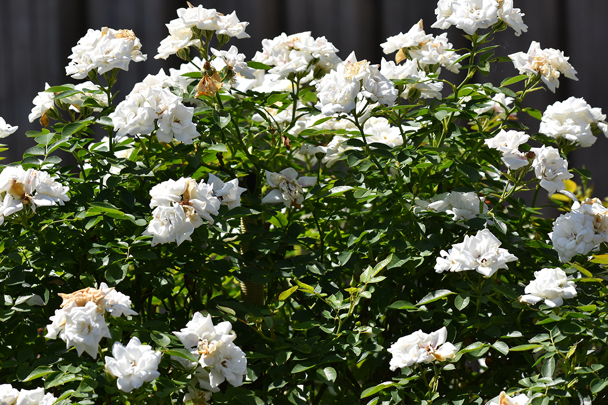 2018_06_TUIN_JUNI_041