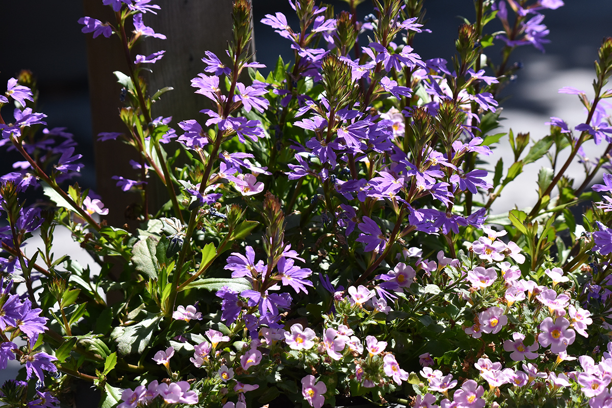 2018_06_TUIN_JUNI_038