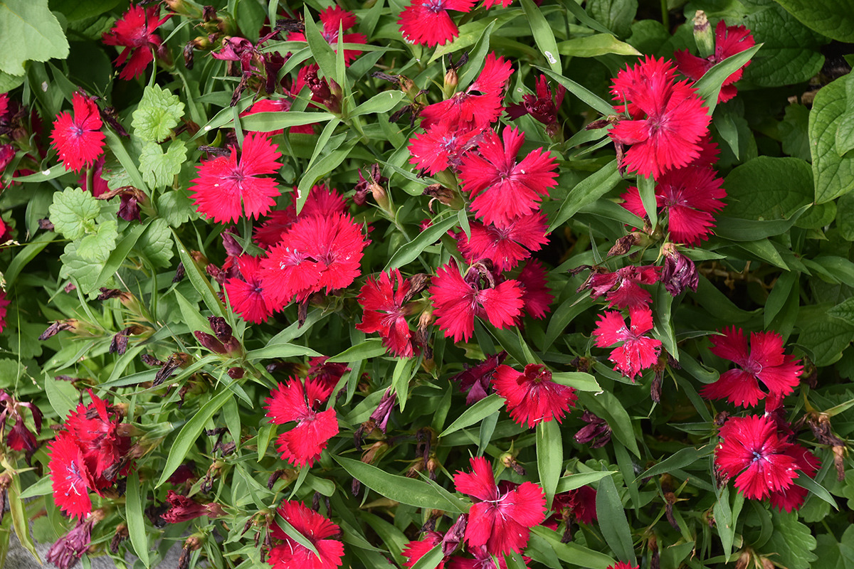 2018_06_TUIN_JUNI_021