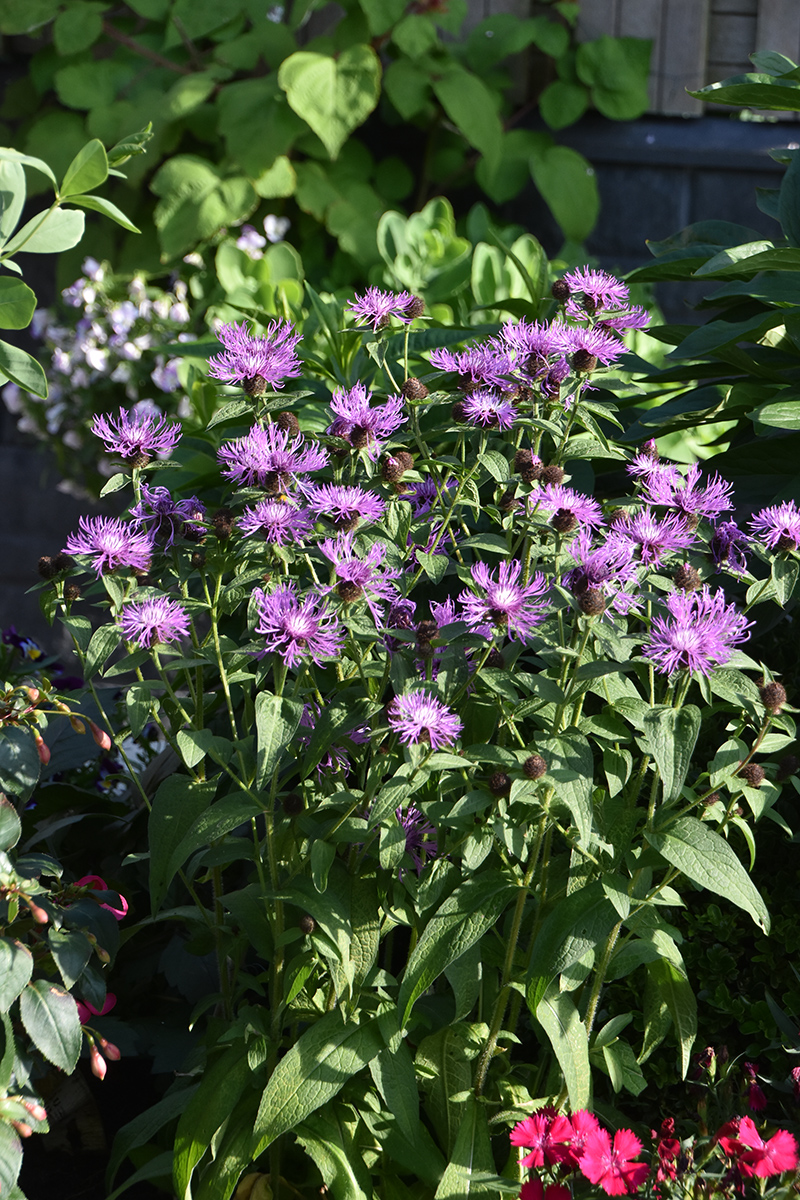 2018_06_TUIN_JUNI_074