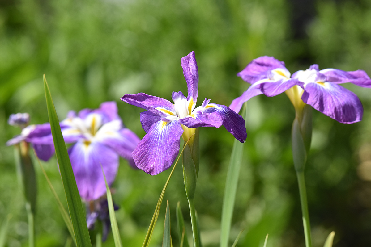 2018_06_TUIN_JUNI_039