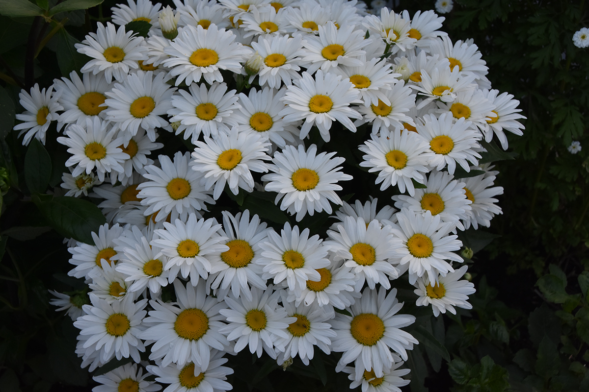 2018_06_TUIN_JUNI_080
