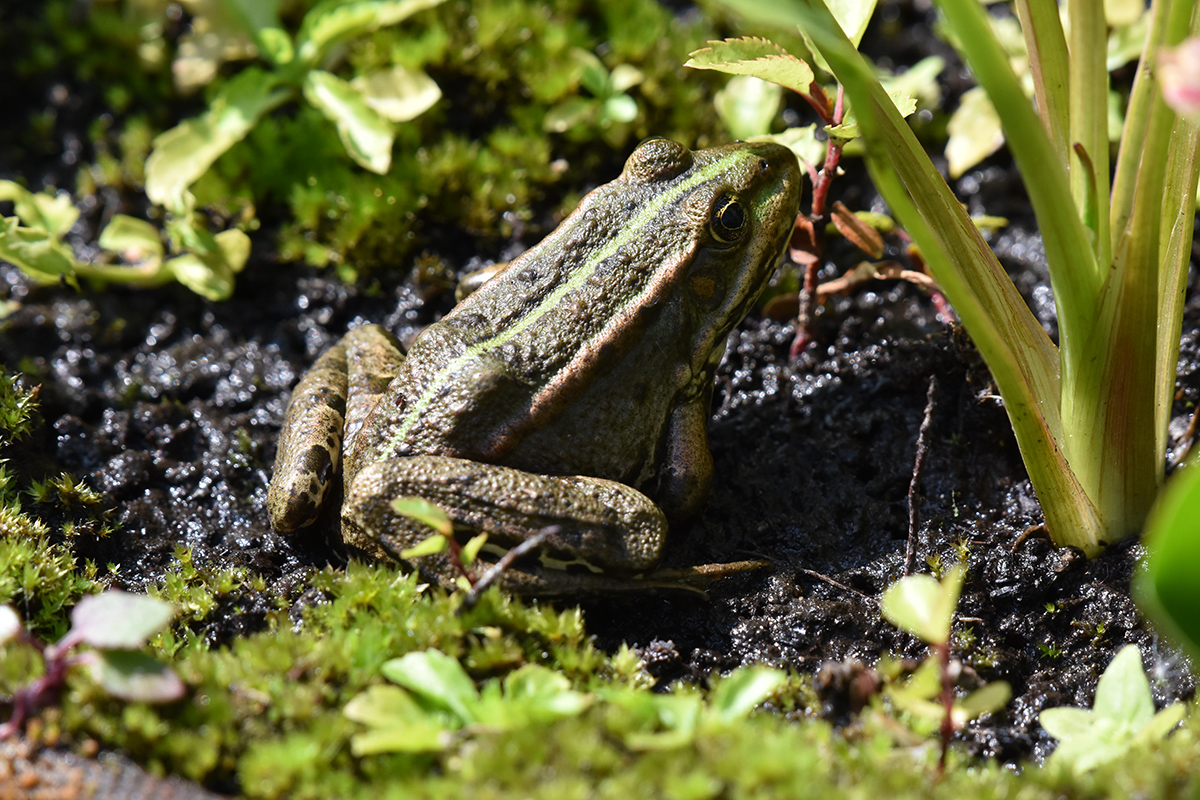 2018_06_TUIN_JUNI_106