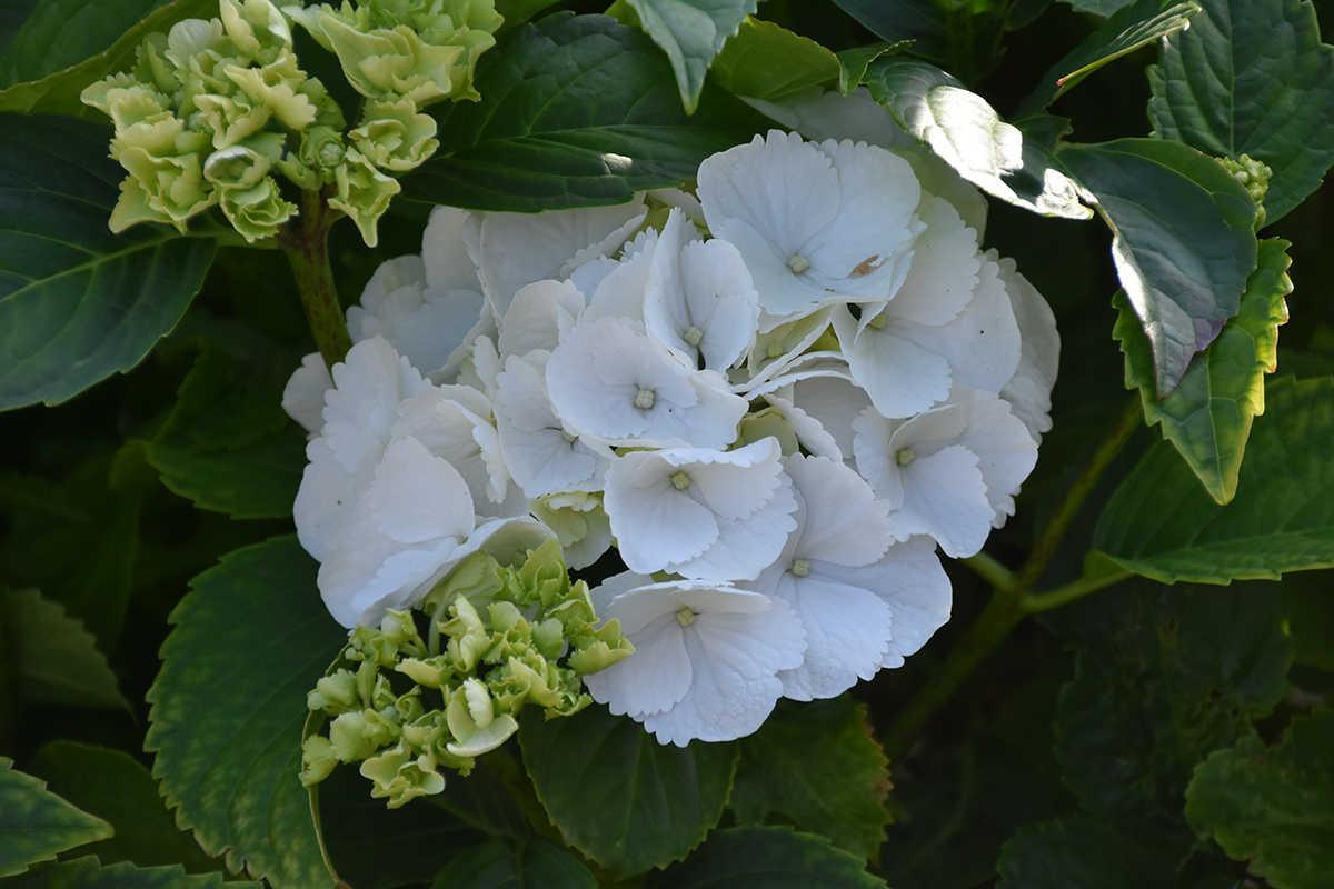 2018_06_TUIN_JUNI_075