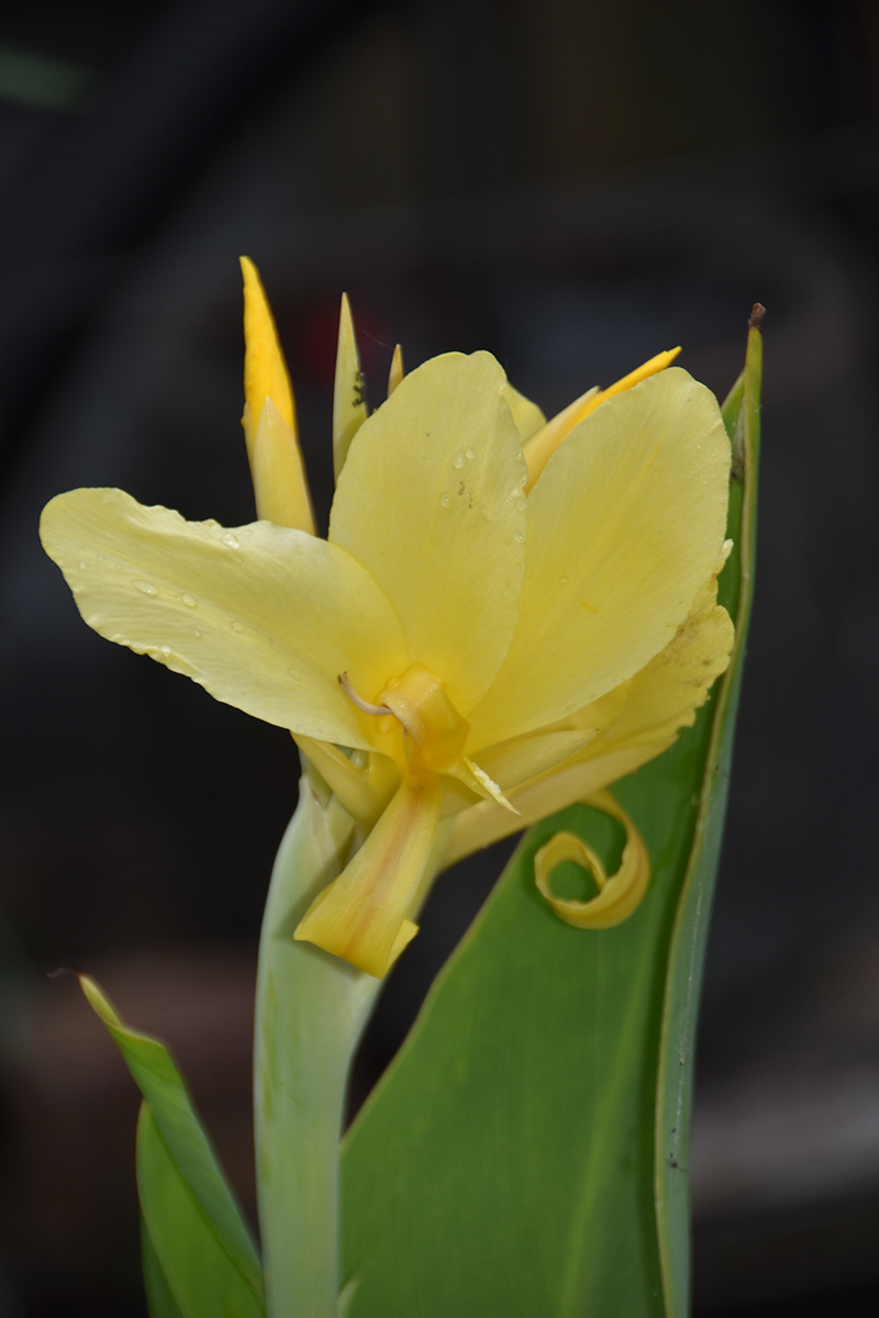 2018_06_TUIN_JUNI_092