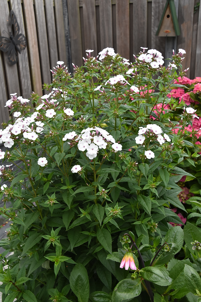 2018_06_TUIN_JUNI_096