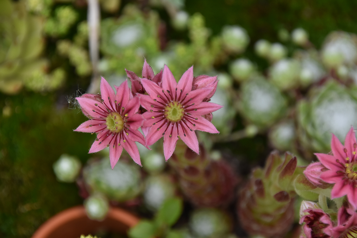 2018_06_TUIN_JUNI_005