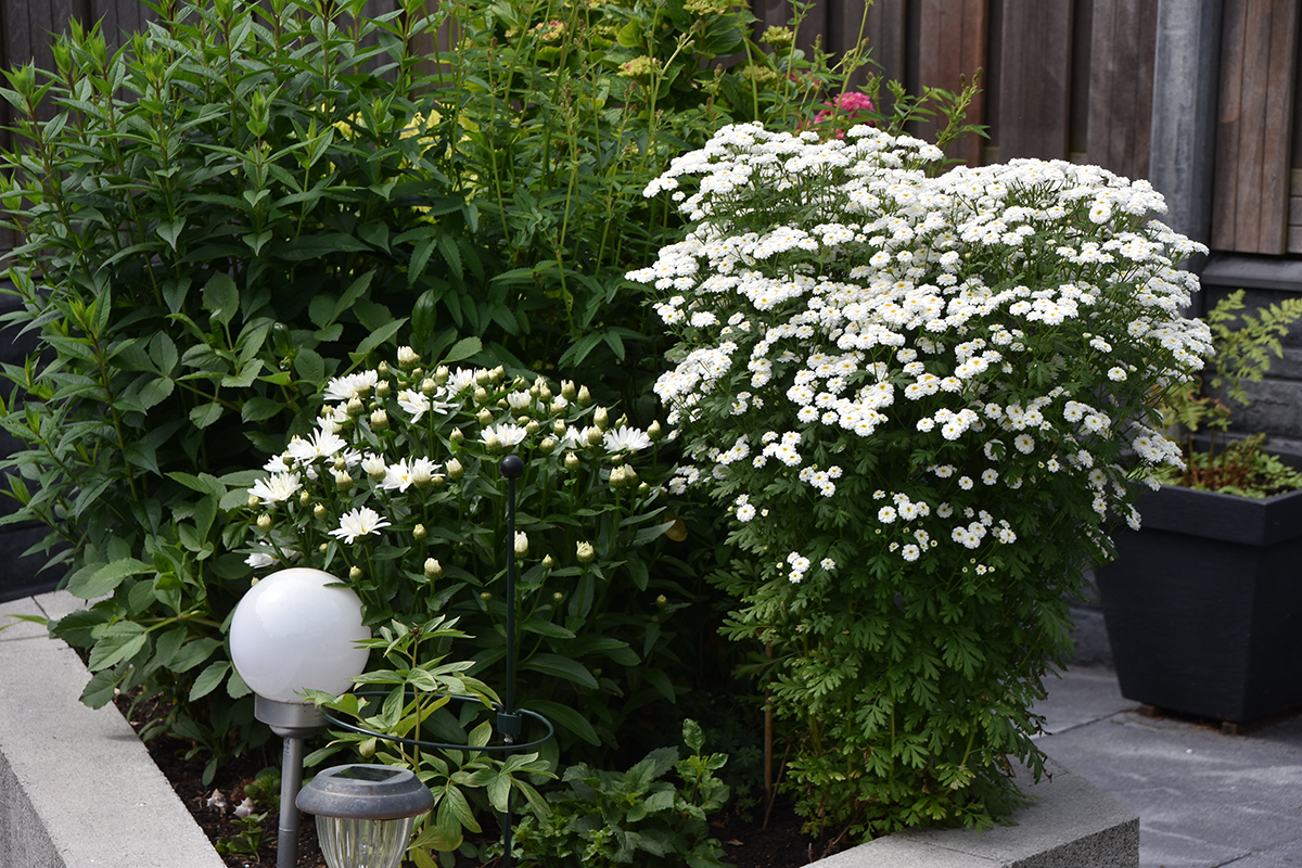 2018_06_TUIN_JUNI_019