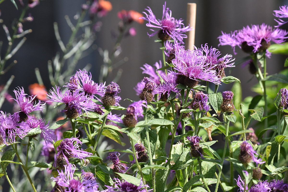 2018_06_TUIN_JUNI_113