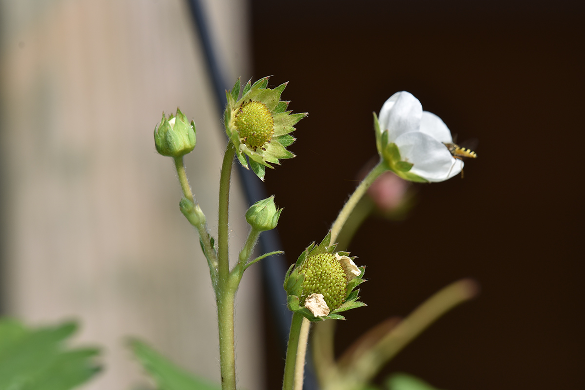 2018_06_TUIN_JUNI_123