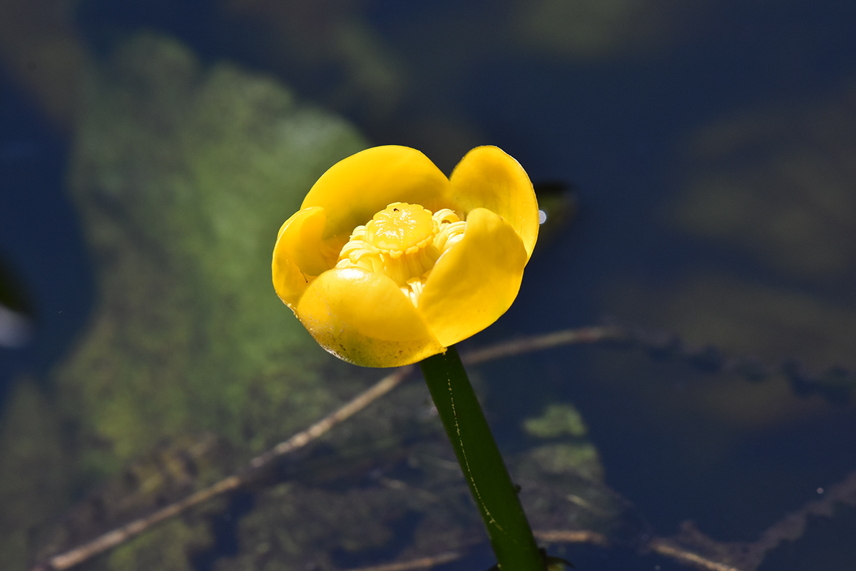 2018_06_TUIN_JUNI_045