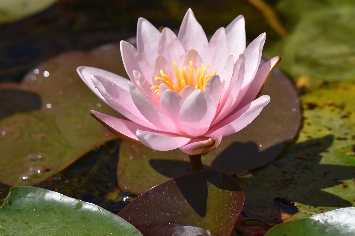 2018_06_TUIN_JUNI_025