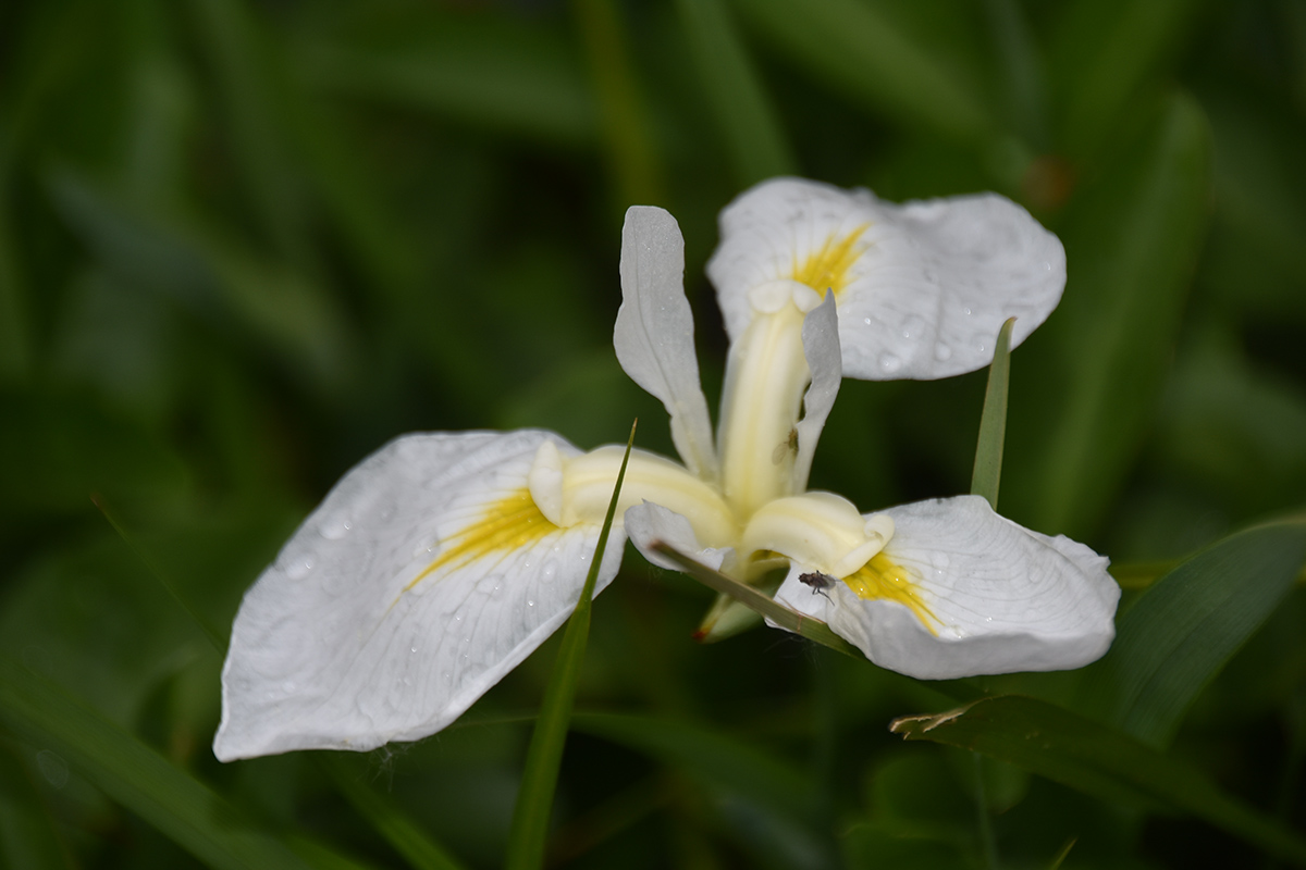 2018_06_TUIN_JUNI_089